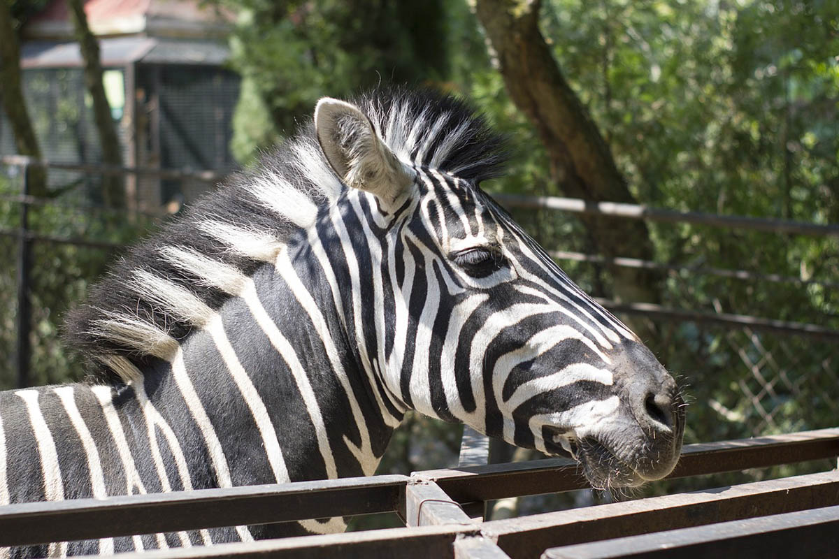 Зебра в зоопарке Ялты