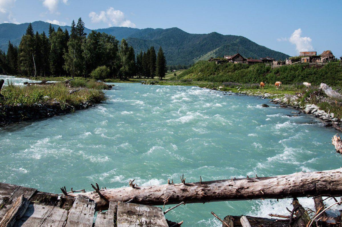 Река Катунь в Алтайском крае имеет протяженность в почти 700 км