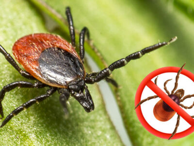 Как выбрать самое эффекивное средство защиты от клещей фото - клещ на зеленом листе